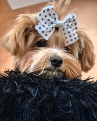 Maltipoo