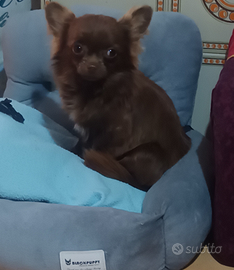 Chihuahua adulta taglia molto piccola