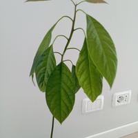 Pianta di avocado