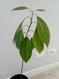 Pianta di avocado