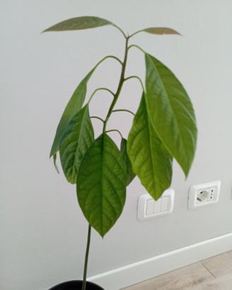 Pianta di avocado