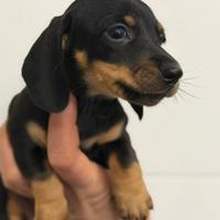 Bassotto nero focato