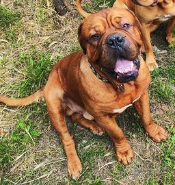 Dogo de bordeaux adozione