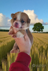 Welsh Corgi Pembroke
