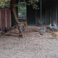 Polli e altri volatili