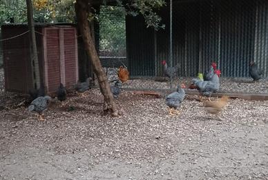 Polli e altri volatili