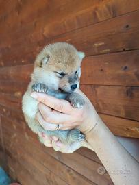 Straordinaria cucciolata di Shiba