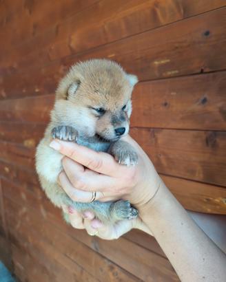 Straordinaria cucciolata di Shiba