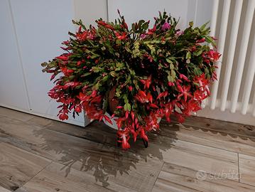 cactus di natale 