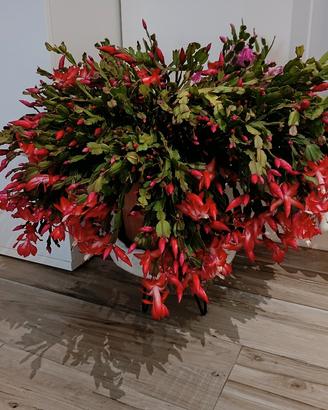 cactus di natale 