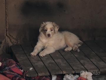 Cuccioli pastore australiano