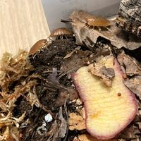 Isopodi Porcellio leavis "Orange"