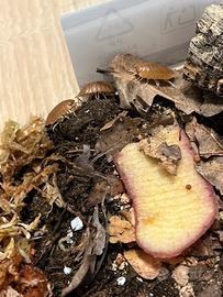 Isopodi Porcellio leavis "Orange"