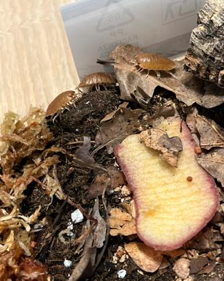 Isopodi Porcellio leavis "Orange"