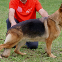 R.egalo Pastore tedesco adulta di 7 anni