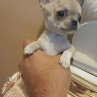 Chihuahua mini toy