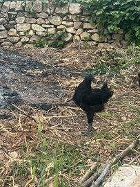 Pulcino di Cemani già sessato