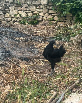 Pulcino di Cemani già sessato
