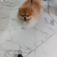 Accoppiamento maschio con pedigree