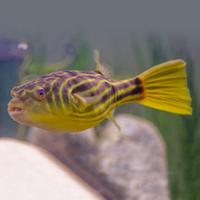 Tetraodon Pesci Palla