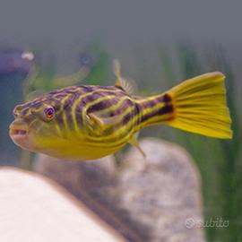 Tetraodon Pesci Palla