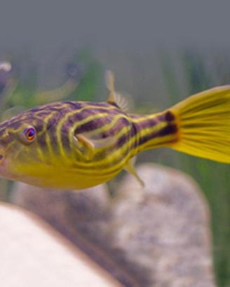 Tetraodon Pesci Palla