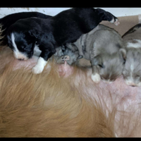 Cuccioli meticci papà lagorai mamma border colli