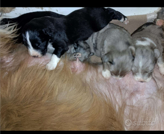 Cuccioli meticci papà lagorai mamma border colli