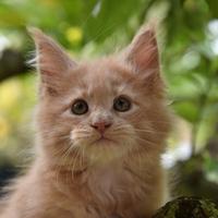 Cucciola Maine Coon