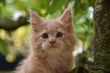 Cucciola Maine Coon