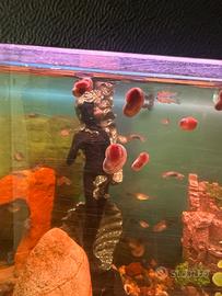 Lumache d'acqua dolce