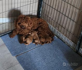 Cuccioli di barboncino red ed albicocca