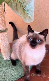 Gatto di razza siamese