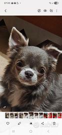 Chihuahua