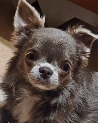 Chihuahua
