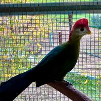 Coppia riproduttiva Turaco cresta rossa