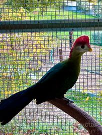 Coppia riproduttiva Turaco cresta rossa