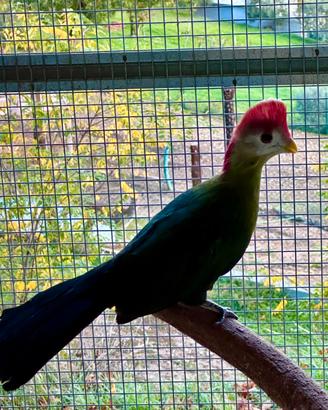 Coppia riproduttiva Turaco cresta rossa