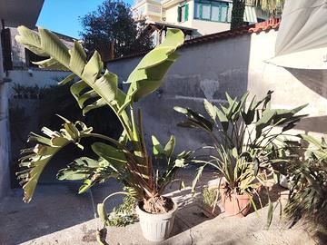 sterlitzia Nicolai +sterlizia alba