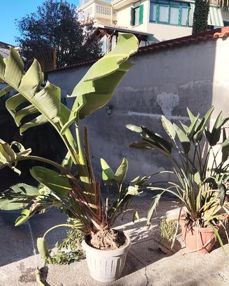 sterlitzia Nicolai +sterlizia alba