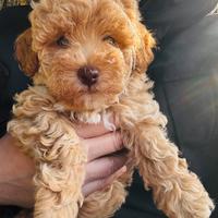 Barboncino toy maschio