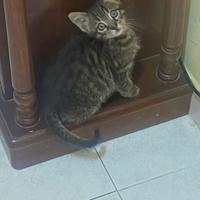 Merlino gattino 2 mesi