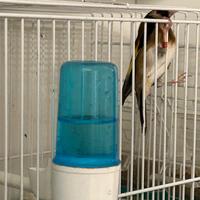 2 maschi Cardellino Nostrano (Documentati)