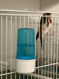 2 maschi Cardellino Nostrano (Documentati)