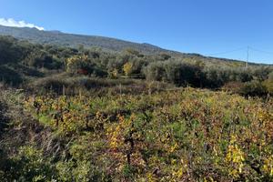 Terreno - Castiglione di Sicilia