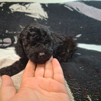 Bassotti cuccioli kaninchen