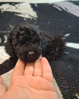 Bassotti cuccioli kaninchen