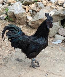 Gallo Ayam Cemani