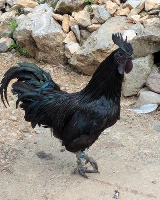 Gallo Ayam Cemani