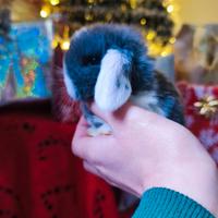 Coniglietti nani ariete